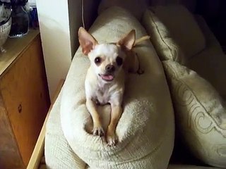 Paco the Talking Chihuahua - The Original!
