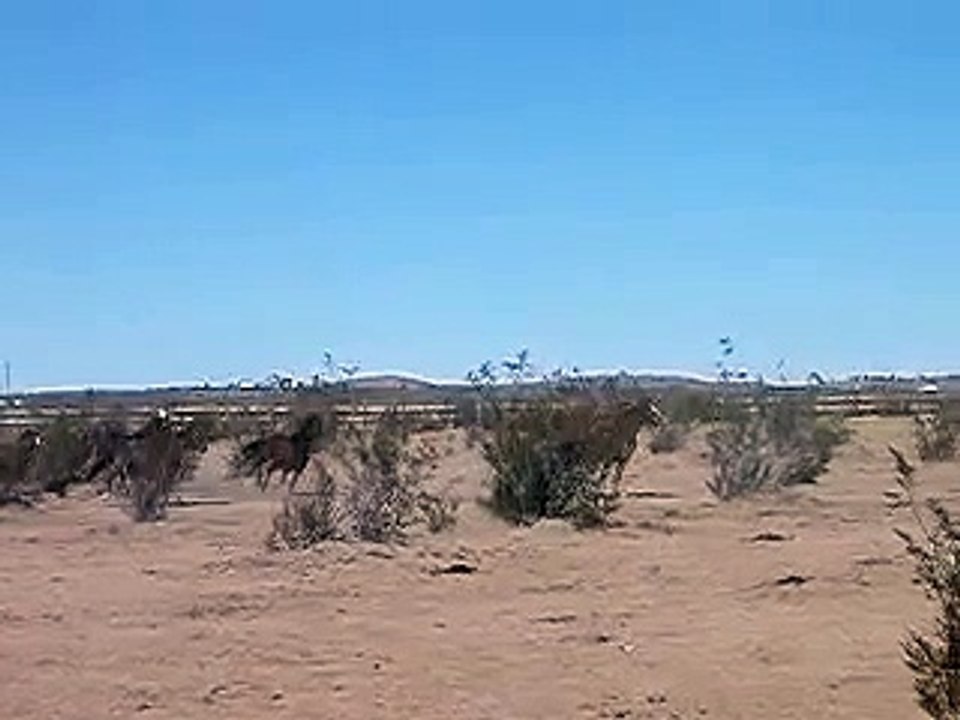 Wild horses running (almost) free