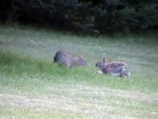 Wild rabbits fighting