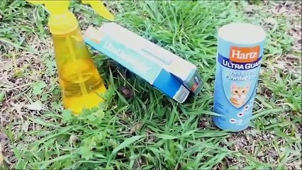 How to get Rid of your dog and cat FLea's an easy, fast and cheap way!