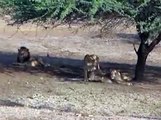 Junagadh Lion Cubs play with Mother Lion in natural environment