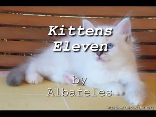 Sacred Birmans kittens playing
