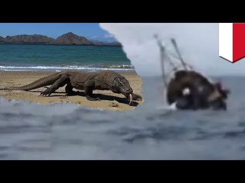 Indonesian ferry disaster: Komodo dragon sightseers feared lost after boat sinks