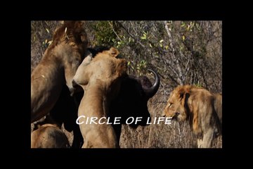 Rare HD footage of 4 lion brothers flaying alive the world's most dangerous animal.