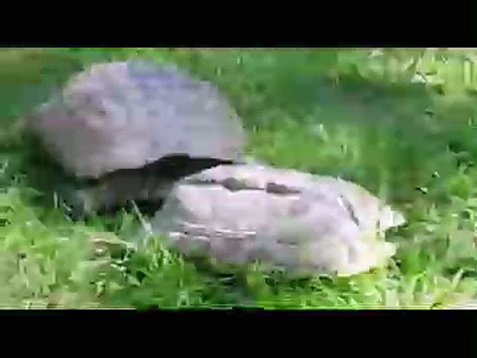 strange animals