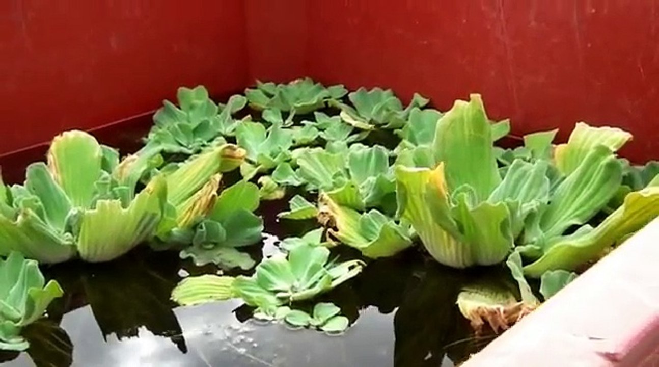 Gloria