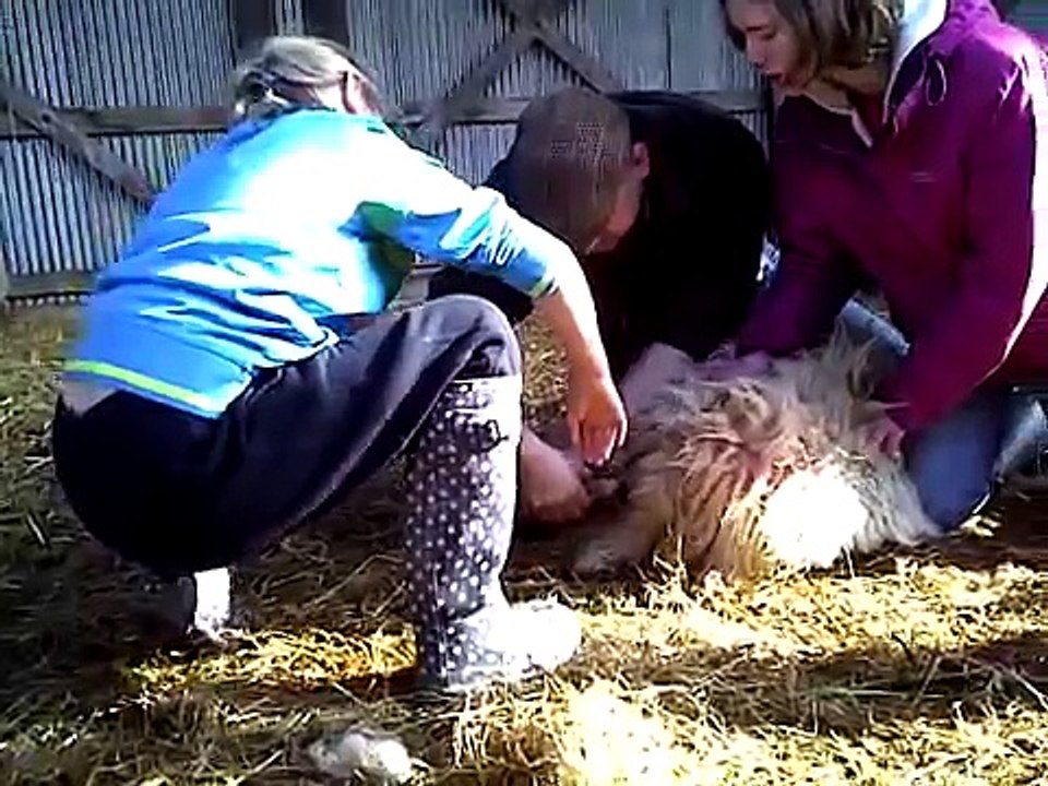 Lambing March 2011