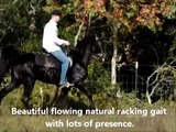 Drop Dead Gorgeous Jet Black Tennessee Walking Horse Gelding for sale