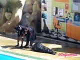ZooMarine Foche - La Baia dei Pinnipedi