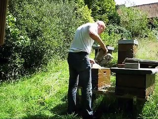 Dunkle Bienen halten