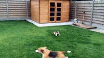 Baby Beagle and 2 year old Beagle Playing