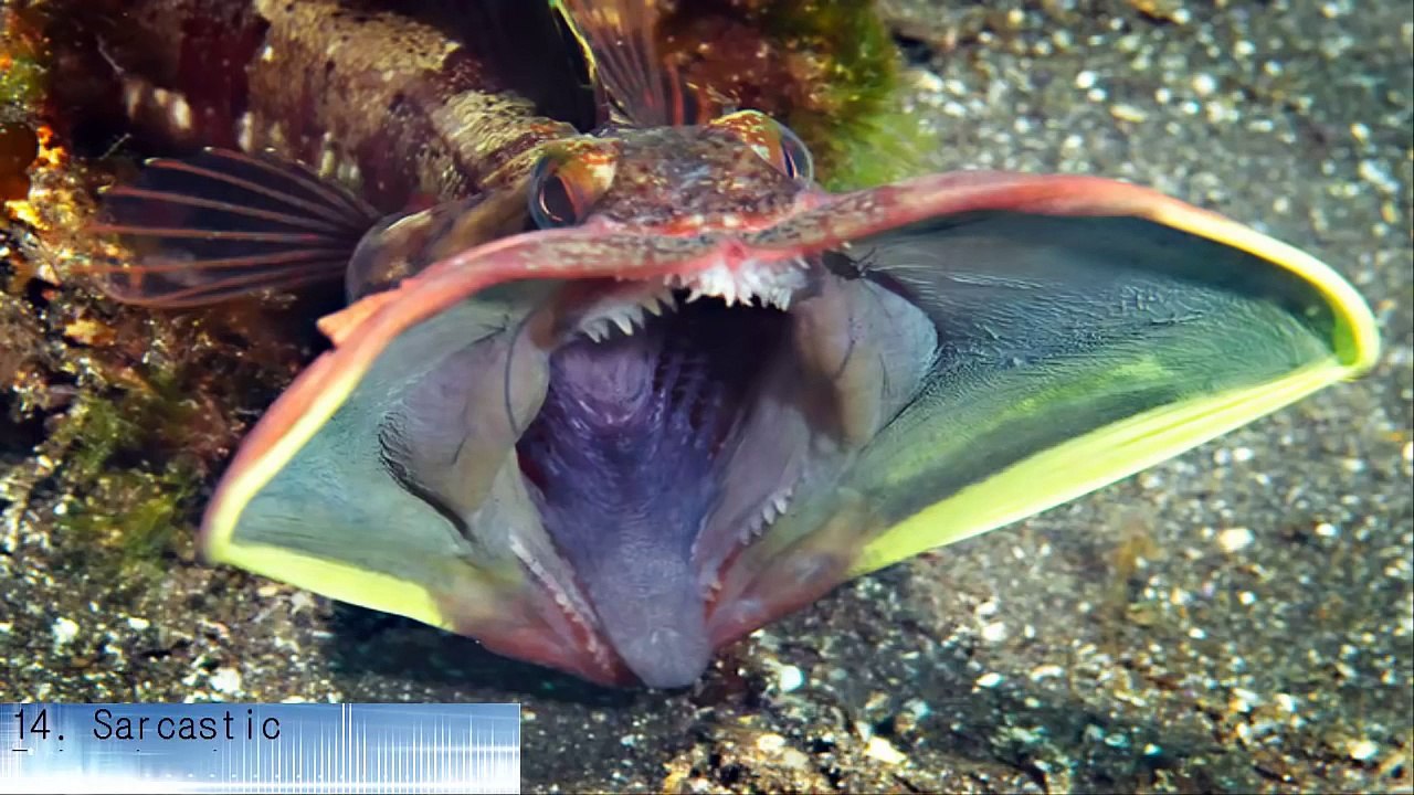 33 Criaturas que realmente existen y muchos no creen en esta maravilla