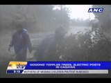 'Dodong' topples trees, electric posts in Cagayan