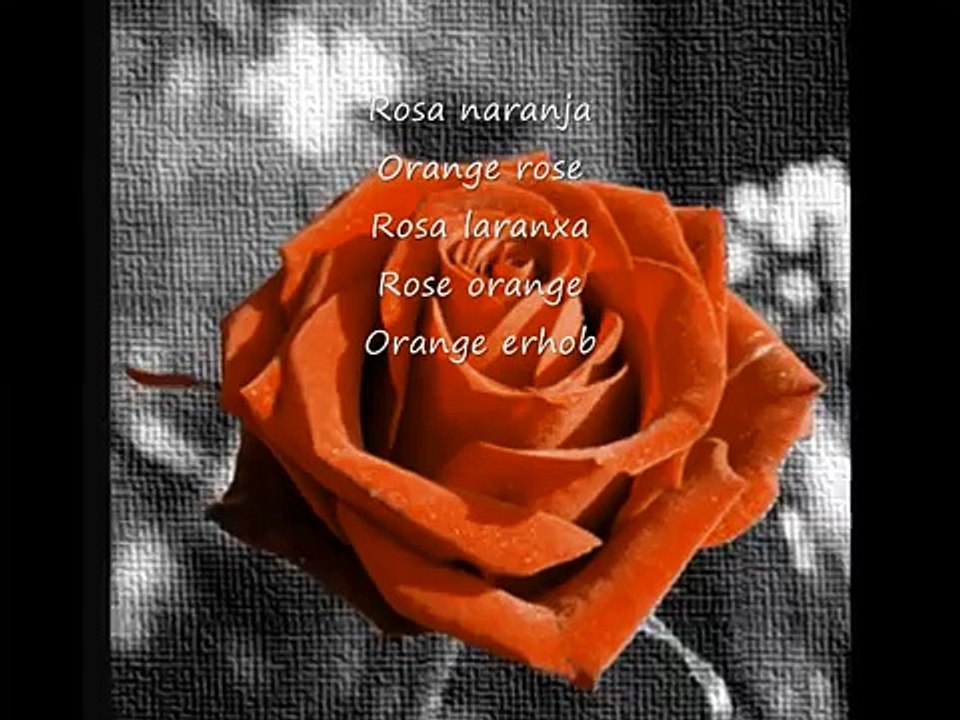 rosas de distintos colores