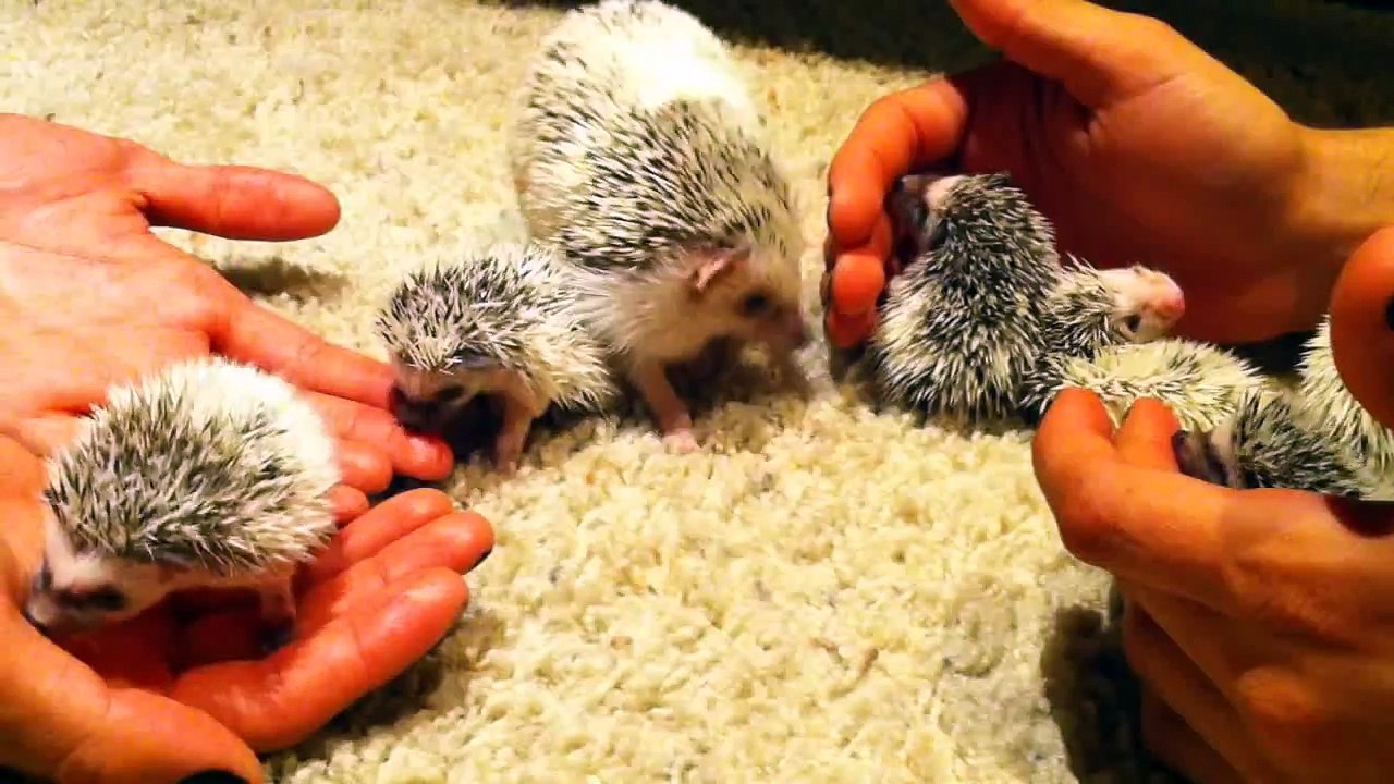 Hedgehog Babies