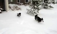 Mishka the Talking Husky & Moki Play in the Snow - 2009