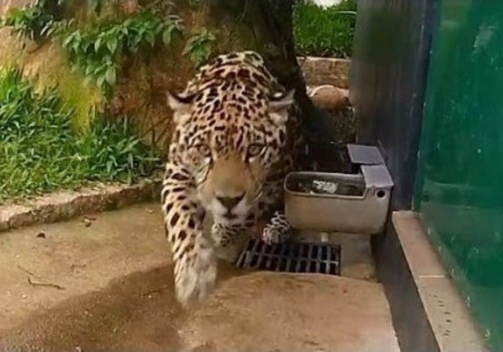 Perseu the Jaguar Provides a Pouncing Lesson