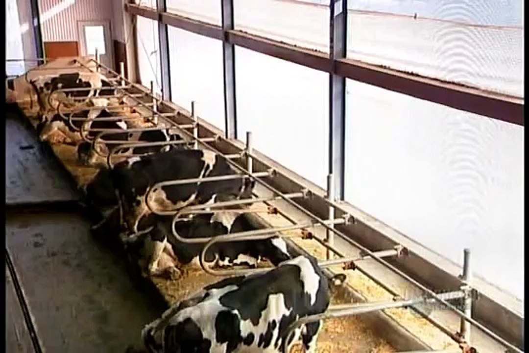 Milk - How its made
