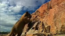 Spotting strange lions - Pride - BBC animals