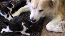 Murkin comforts abandoned baby kittens