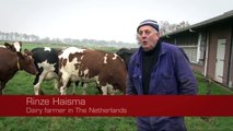Norwegian Red x Holstein dairy cows on Rinze Haisme farm in the Netherlands.