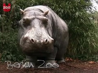 Newborn Hippo Learns To Swim