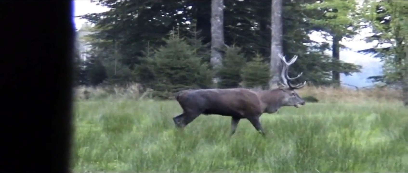 Cerf, Brâme en Forêt de Haute Ardenne Belge, 2008