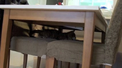 子供とめちゃくちゃ楽しそうに遊ぶ猫(テーブル編）- Cat play with daughter.