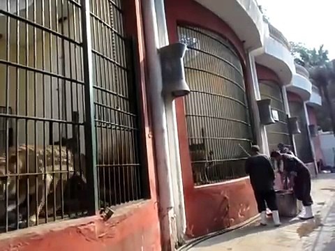 إطعام الأسود في حديقة الحيوان