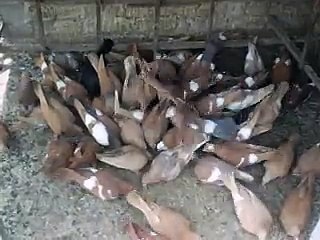 Abdul Khaliq Pigeons 2015 part 3