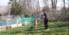 German Shepherd hilariously entertained by water hose