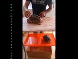 Como arreglar el caparazón a tus tortugas de tierra por www.mundotortuga.com