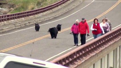 un groupe d'ours noir poursuit des touristes