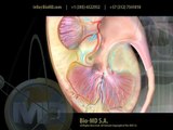 Anatomia Sistema Urinario : Urinary System Anatomy