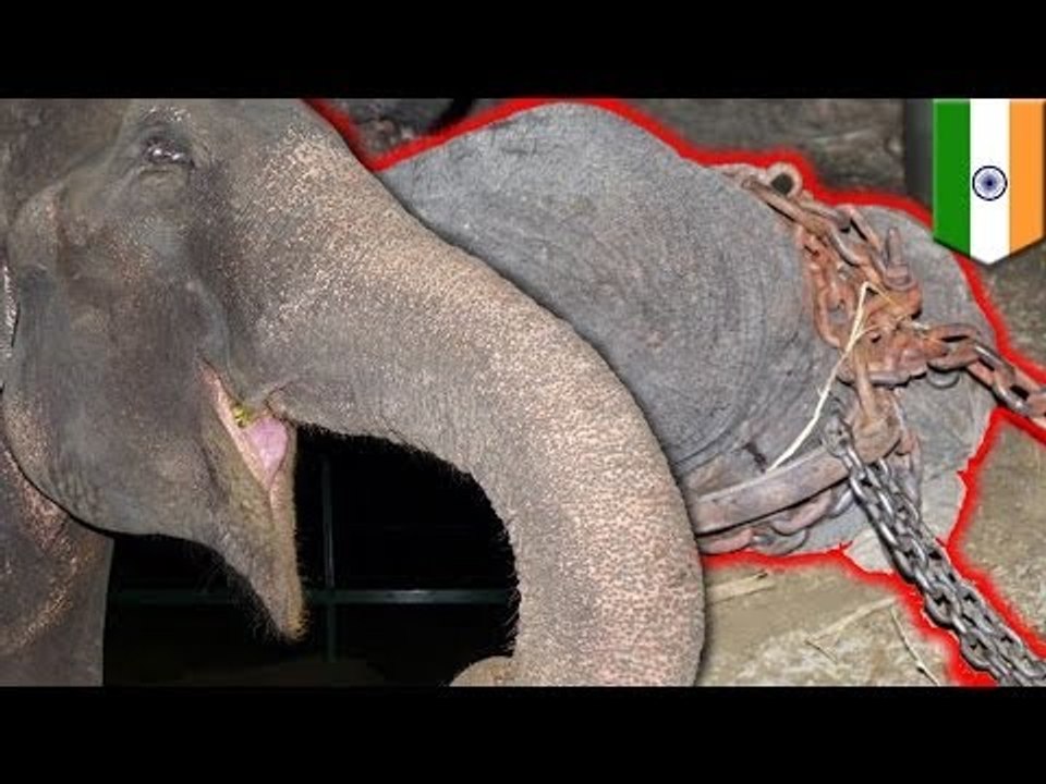 Elephant cries after rescue: Raju abused in captivity for 50 years