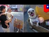 Asian Dog Eating: Lost Chihuahua dog 