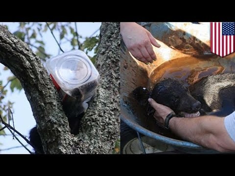 Bear cub stuck in cookie jar rescued from tree after battling firefighters