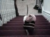 Hilarious Siamese stomps up stairs!