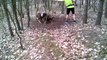 Trapped Mouflon (wild sheep) Rescued By Jogger
