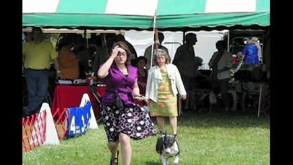Bull Terrier Club of New England Dog Show