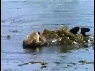 Sea Otter