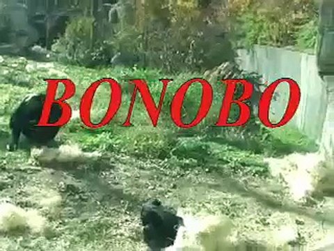 Chimp, Bonobo, Gorilla, Orangutan, Siaman-The Great Ape