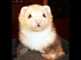 Pet Photo Fun HAPPY BIRTHDAY SONG FOR FERRET LOVERS