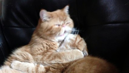 Quand des léchouilles de chats se transforment en gros French Kiss!