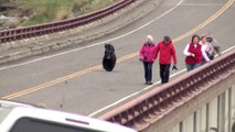 Black Bears chasing tourists in Yellowstone