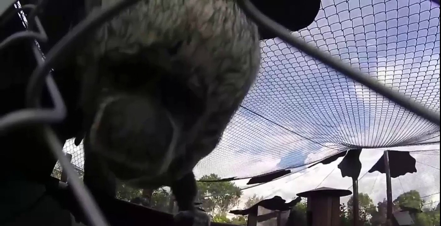 Curious Baby Monkey Loves the Camera
