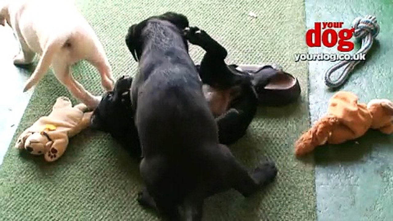 Puppy Cam - Labrador