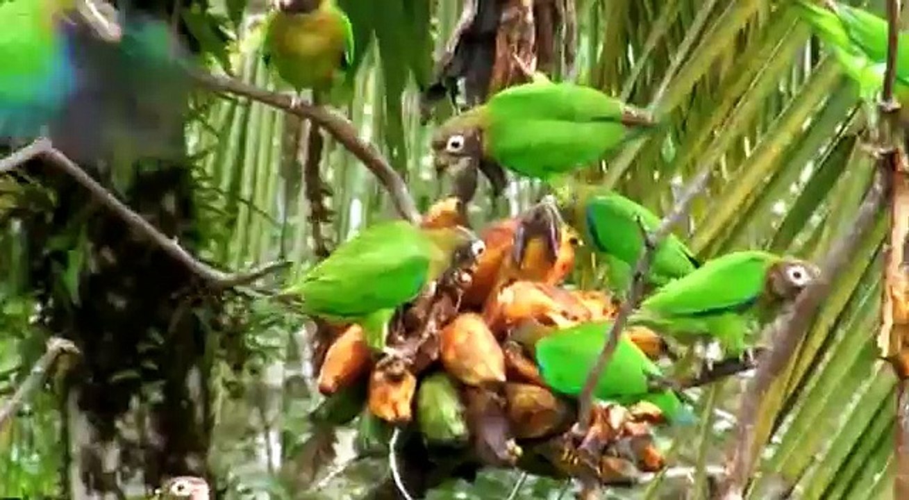 Parrots in the Wild