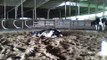 Dairy Cow Calving IMG_0008.mp4