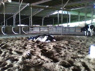 Dairy Cow Calving IMG_0008.mp4